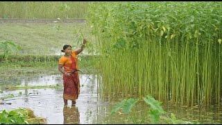 Jute Products Manufacturing Process from Fiber to Product