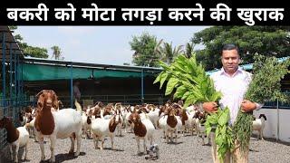 कमजोर बकरी को भी मोटा कर देगा ये हरा चारा  Green Fodder For Goat Farming