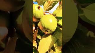 Fresh from the gardenguava. #foodlover #harvest #guava #freshfromfarm #panenbuah #jambubatu