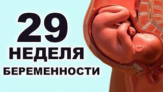 Что происходит с ребёнком и мамой на 29 неделе беременности? 7 месяц беременности. Третий триместр.