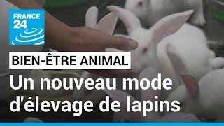 En France un nouveau mode d’élevage de lapins plus respectueux du bien-être animal