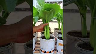 Growing Vegetables in Plastic Pots at Home