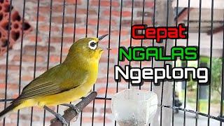 Pancingan Pleci Dakbal Agar Cepat Ngalas Ngeplong