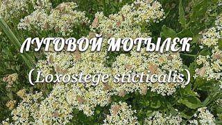 Нашествие лугового мотылька Loxostege sticticalis