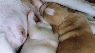 Breastfeeding_Beautiful puppies An abandoned dog gave birth on the street and is nursing her puppies