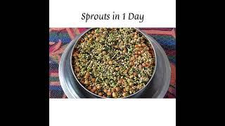 Diy  Sprout PulsesLentils  Sprout Process at Home in 1 day  Grow Sprouts - 24 Hours