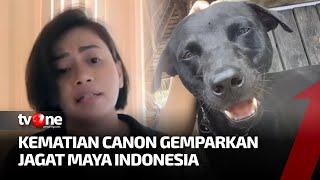 Reaksi Pemilik Hewan Peliharaan Atas Kematian Anjing Canon di Aceh  Hot Indonesia