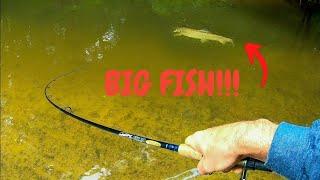 Fishing for HUGE Brown Trout  Michigan Creek Fishing