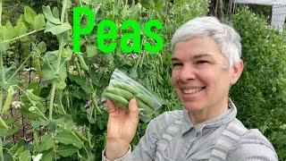 Peas & Herbs Ready to Sell but Not Enough Basil Again Plus Fiddly Bits of Salad Mix