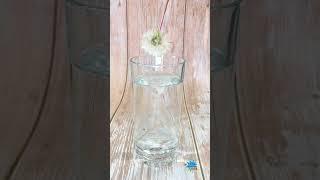 تجربة زهرة الداندلاين الكارهة للماء - dandelion experiment in water