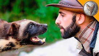 FACE-À-FACE AVEC CARCAJOU  Dans le monde animal  Brave Wilderness Français