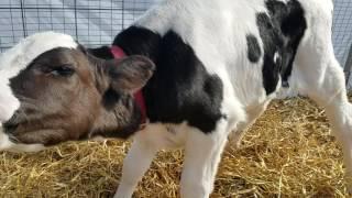 The proper way to care for a new calf. Part 1