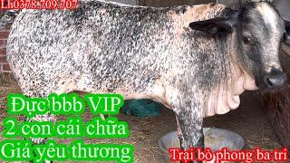 0908Trại bò phong ba tri 2Báo giá công khai tiếp tục nhé cả nhà