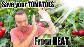 Get Your Tomatoes Through Hot Maybe Humid Weather