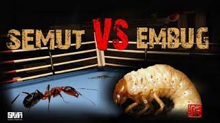 THE ANT VS MONSTER EMBUG