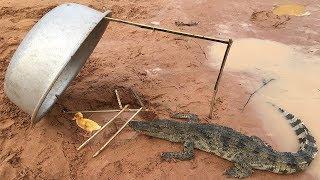 Creative Man Catches Crocodile Using Paiute Deadfall Trap_How To Make Crocodile Trap