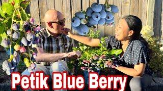 PETIK BLUE BERRY 🫐 JALAN SORE DI SEKITAR RUMAH