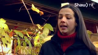 Urban Farming on Shaw TV