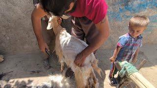 The traditional art of goat farming and cooking from milk to buttermilk soup