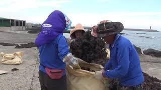 Упаковка сухих водорослей в мешки на острове Чеджу Южная Корея