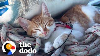 Couples Rescues A Cat In Greece And Brings Her To Live On Their Sail Boat  The Dodo