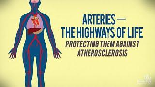 Arteries—The Highways of Life Protecting Them Against Atherosclerosis