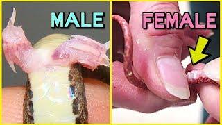 5 WAYS TO TELL IF YOUR SNAKE IS A BOY OR GIRL  BRIAN BARCZYK