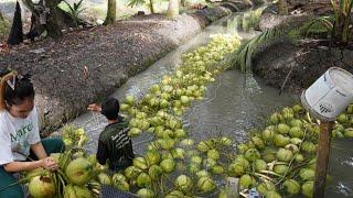 Coconut Harvesting process from Farm to the Factory - Coconut Cutting Skills