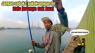 Inilah Yang Terjadi Ketika Mancing Ikan Kakap Besar Dengan Umpan Ikan Nila Hidup