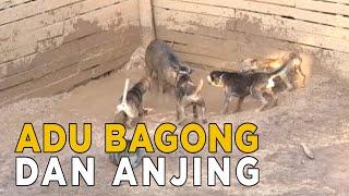 Ternyata seekor anjing punya musuh lain  JELANG SIANG