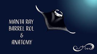 Manta Ray Barrel Roll & Anatomy