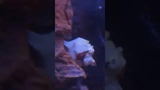 Worlds fastest fish bite