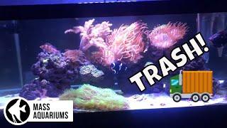 Should I Breakdown My Reef Tank? 40 Gallon Saltwater Aquarium NO SUMP NO SKIMMER