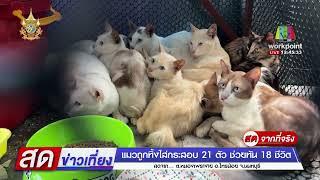 สุดเวทนา แมวถูกทิ้งในกระสอบ 21 ตัว l สดข่าวเที่ยง l 4 ก.ค. 67