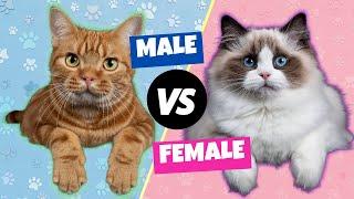 Male vs. Female Cats The Differences