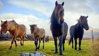 1 HOUR of AMAZING HORSES From Around the World - Best Relax Music Meditation Stress Relief Calm
