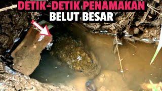 Wedaaaan Tarikan Bikin Panik Para Pemancing Belut