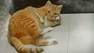 Reaksi Lucu Kucing Nonton TV  Funny Reactions  #funny ##cat #kucinglucu