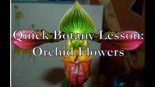 Quick Botany Lesson Orchid Flowers