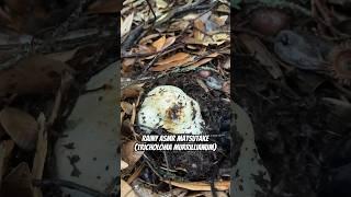 Rainy Matsutake ASMR Tricholoma murrillianum Delicious & Valuable Culinary Mushroom