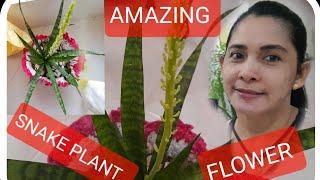 AMAZING SNAKE PLANT FLOWER