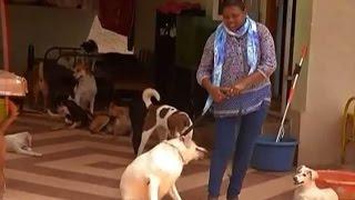 Meet a woman with 43 dogs