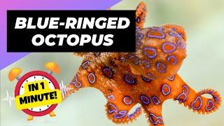 Blue-Ringed Octopus - In 1 Minute  One Of The Most Dangerous Ocean Creatures