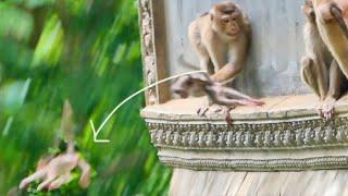 poor baby monkey dropping from the ancient temple after kidnaping
