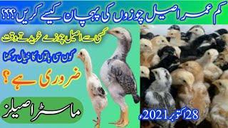 Aseel chozon ke pehchan  How to check the quality of aseel chicks  Chicks Quality  Master Aseels