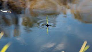 РИБОЛОВ на РЕКА с ПЛУВКА - ЛОВИХМЕ РИБА за РИБА - РАЗБИВАЩО ОТКРИВАНЕ на СЕЗОНА - Float Fishing