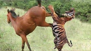 Tiger attack on horse tigers vs horse