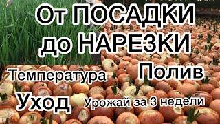 120ВЫРАЩИВАНИЕ ЛУКА НА ПЕРО от А до Я. growing onions on a feather from A to Z