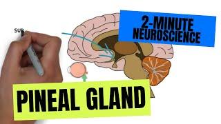 2-Minute Neuroscience Pineal Gland