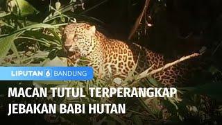 Macan Tutul Terperangkap Jebakan Babi Hutan  Liputan 6 Bandung